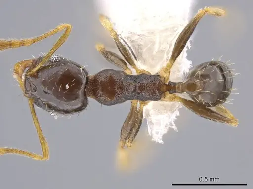 Pheidole depressinoda specimen CASENT0611610 image casent0611610_1