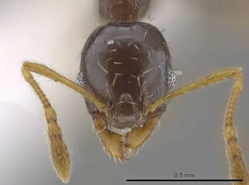 Pheidole depressinoda specimen CASENT0611610 image casent0611610_2