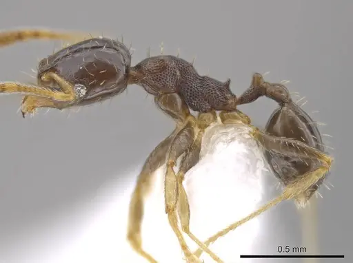 Pheidole depressinoda specimen CASENT0611610 image casent0611610_3