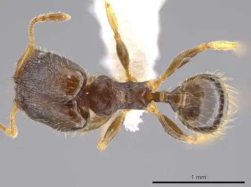 Pheidole depressinoda specimen CASENT0611611 image casent0611611_1