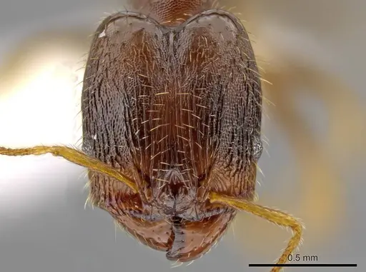 Pheidole depressinoda specimen CASENT0611611 image casent0611611_2