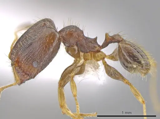 Pheidole depressinoda specimen CASENT0611611 image casent0611611_3