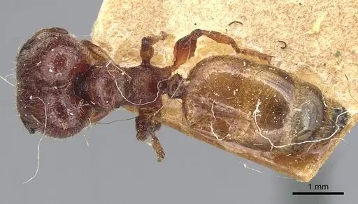 Pheidole deserticola specimen CASENT0904281 image casent0904281_1