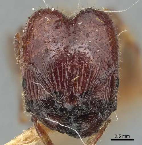 Pheidole deserticola specimen CASENT0904281 image casent0904281_2