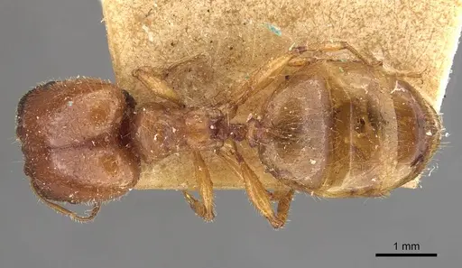 Pheidole deserticola specimen CASENT0908039 image casent0908039_1