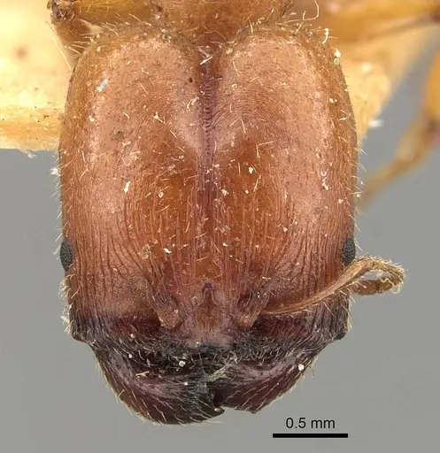 Pheidole deserticola specimen CASENT0908039 image casent0908039_2