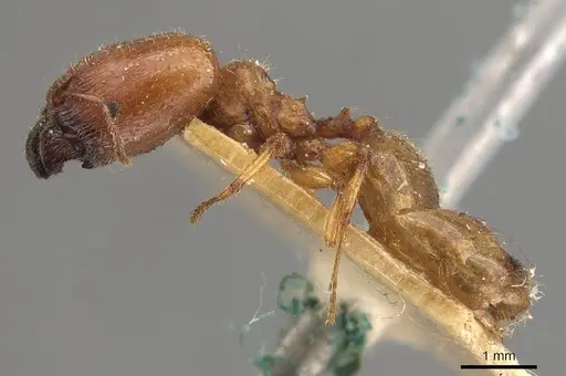 Pheidole deserticola specimen CASENT0908039 image casent0908039_3