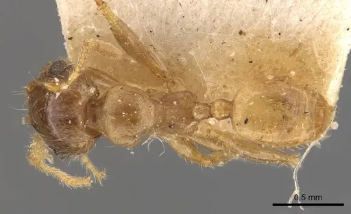 Pheidole deserticola specimen CASENT0908040 image casent0908040_1
