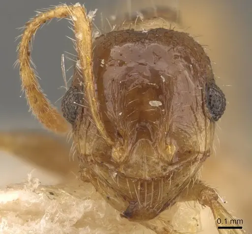 Pheidole deserticola specimen CASENT0908040 image casent0908040_2