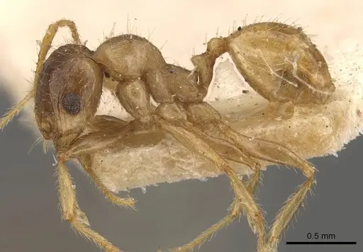 Pheidole deserticola specimen CASENT0908040 image casent0908040_3