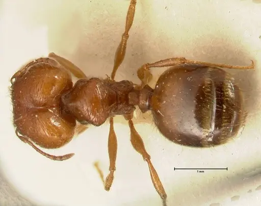 Pheidole deserticola specimen FOCOL1409 image focol1409_1