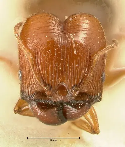 Pheidole deserticola specimen FOCOL1409 image focol1409_2