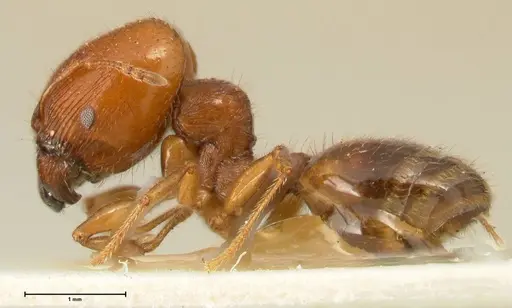 Pheidole deserticola specimen FOCOL1409 image focol1409_3