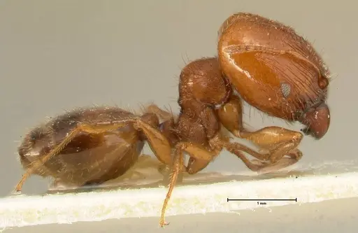 Pheidole deserticola specimen FOCOL1409 image focol1409_4
