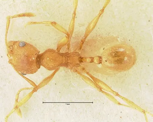 Pheidole deserticola specimen FOCOL1410 image focol1410_1