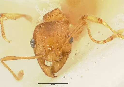 Pheidole deserticola specimen FOCOL1410 image focol1410_2