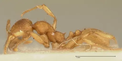 Pheidole deserticola specimen FOCOL1410 image focol1410_3