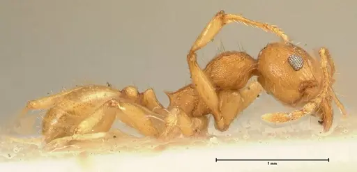 Pheidole deserticola specimen FOCOL1410 image focol1410_4