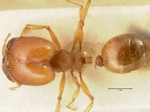 Pheidole deserticola specimen FOCOL1411 image focol1411_1