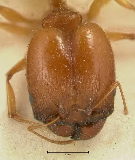 Pheidole deserticola specimen FOCOL1411 image focol1411_2