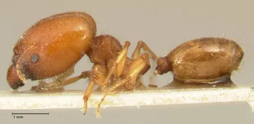 Pheidole deserticola specimen FOCOL1411 image focol1411_3