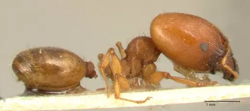 Pheidole deserticola specimen FOCOL1411 image focol1411_4