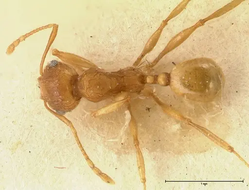 Pheidole deserticola specimen FOCOL1412 image focol1412_1