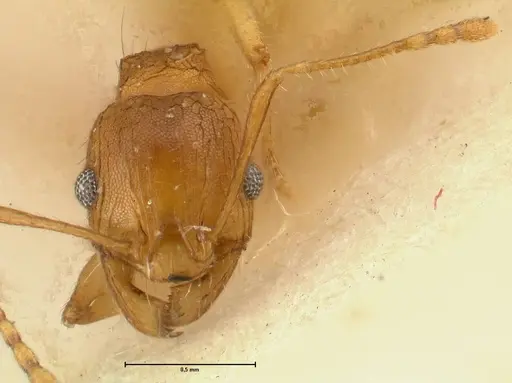 Pheidole deserticola specimen FOCOL1412 image focol1412_2