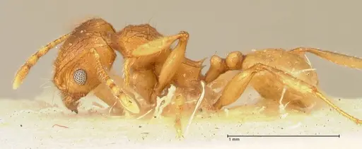 Pheidole deserticola specimen FOCOL1412 image focol1412_3