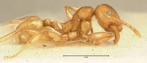 Pheidole deserticola specimen FOCOL1412 image focol1412_4