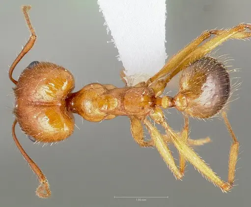 Pheidole desertorum specimen CASENT0005736 image casent0005736_1
