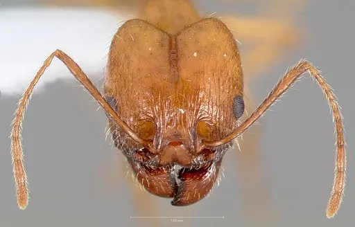 Pheidole desertorum specimen CASENT0005736 image casent0005736_2