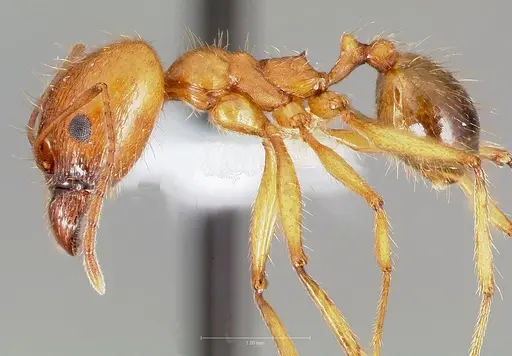 Pheidole desertorum specimen CASENT0005736 image casent0005736_3