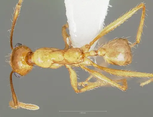 Pheidole desertorum specimen CASENT0005737 image casent0005737_1