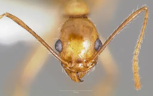 Pheidole desertorum specimen CASENT0005737 image casent0005737_2