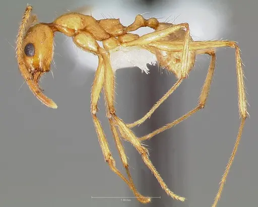 Pheidole desertorum specimen CASENT0005737 image casent0005737_3