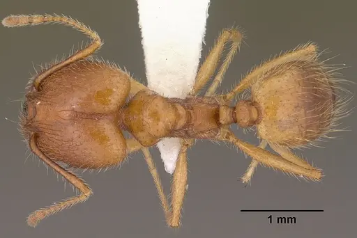 Pheidole desertorum specimen CASENT0102880 image casent0102880_1