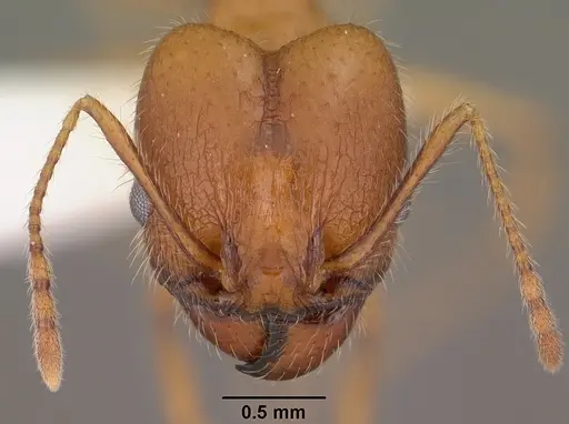 Pheidole desertorum specimen CASENT0102880 image casent0102880_2