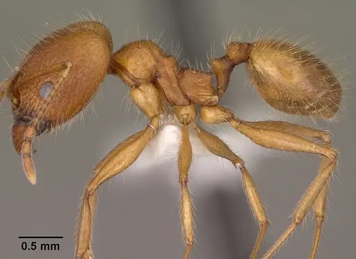 Pheidole desertorum specimen CASENT0102880 image casent0102880_3