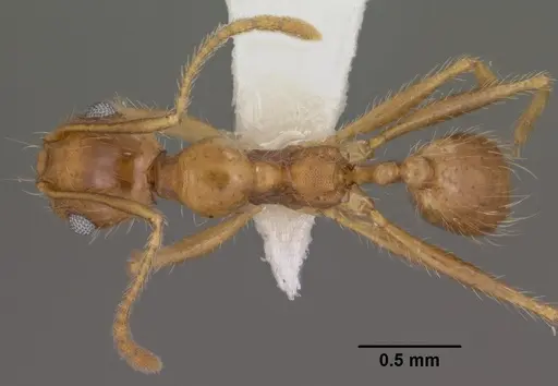 Pheidole desertorum specimen CASENT0102881 image casent0102881_1