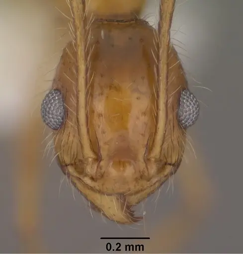 Pheidole desertorum specimen CASENT0102881 image casent0102881_2