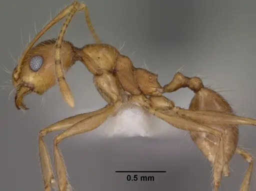 Pheidole desertorum specimen CASENT0102881 image casent0102881_3