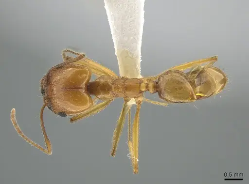 Pheidole desertorum specimen CASENT0631710 image casent0631710_1