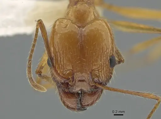 Pheidole desertorum specimen CASENT0631710 image casent0631710_2
