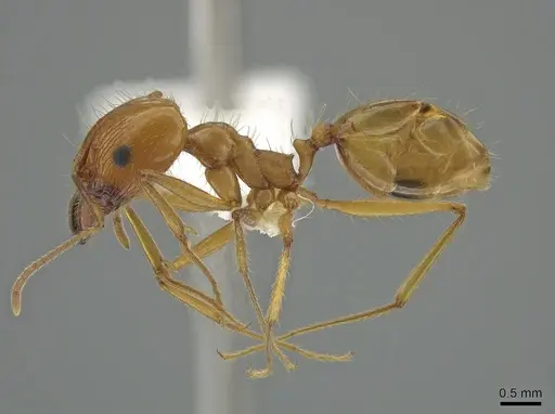 Pheidole desertorum specimen CASENT0631710 image casent0631710_3