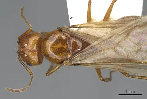 Pheidole desertorum specimen CASENT8368330 image casent8368330_1