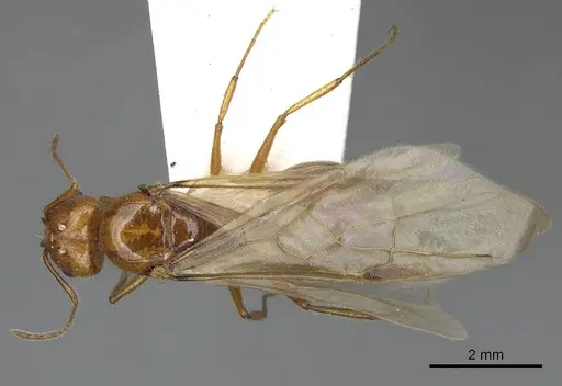 Pheidole desertorum specimen CASENT8368330 image casent8368330_2