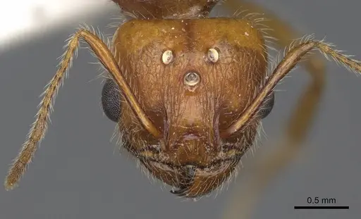 Pheidole desertorum specimen CASENT8368330 image casent8368330_3
