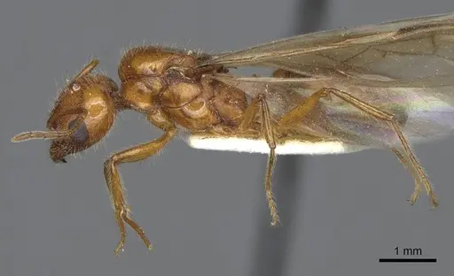 Pheidole desertorum specimen CASENT8368330 image casent8368330_4