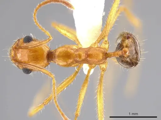 Pheidole desertorum specimen JTLC000013736 image jtlc000013736_1